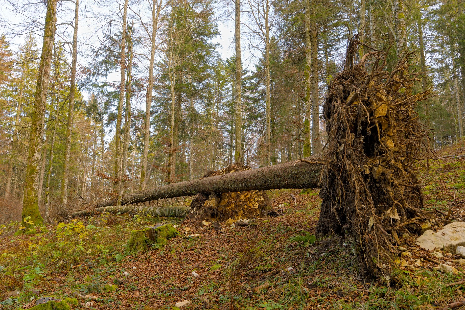 Enlèvement arbre urgence à Champigny-sur-Marne